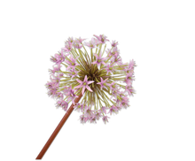 Afbeelding in Gallery-weergave laden, Allium more colours 100cm
