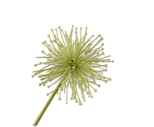 Afbeelding in Gallery-weergave laden, Allium 104cm
