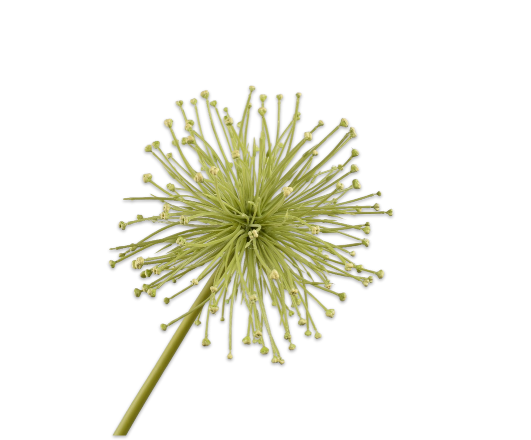 Allium 104cm