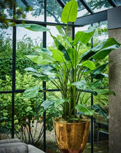 Afbeelding in Gallery-weergave laden, Strelitzia plant | More sizes
