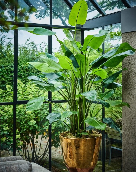 Strelitzia plant | More sizes